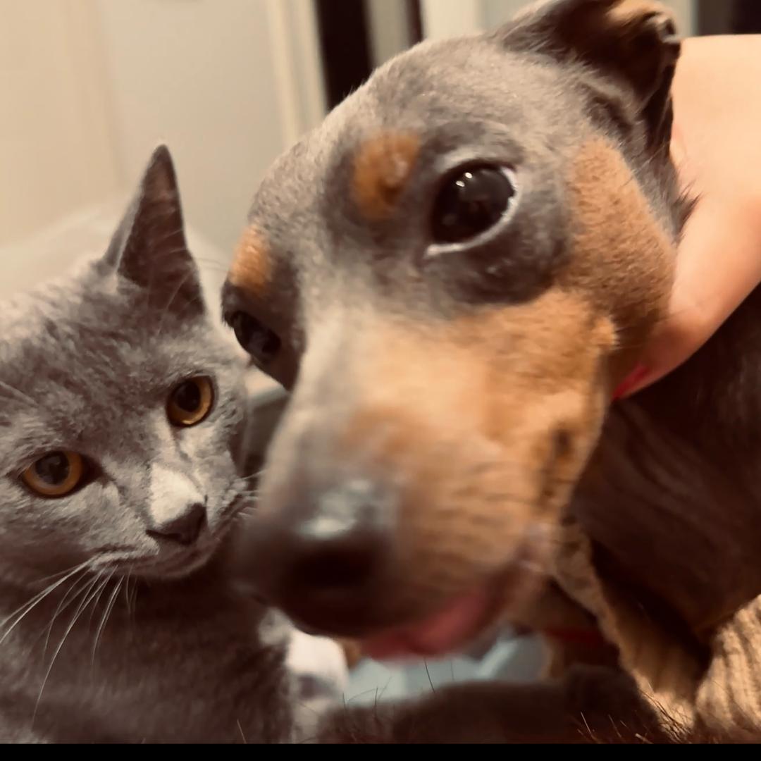 深情的颠纯爱的峰