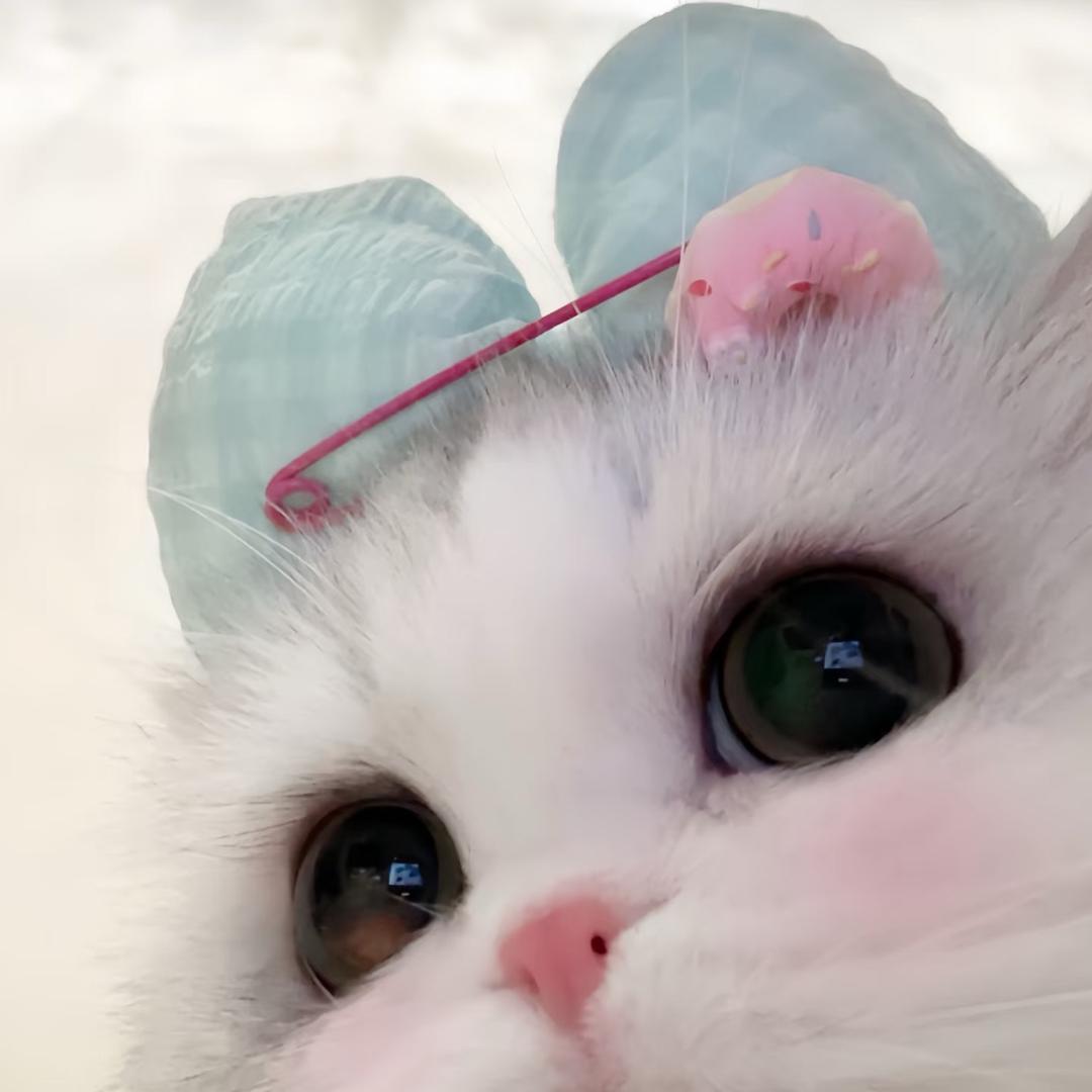 bb猪^o^