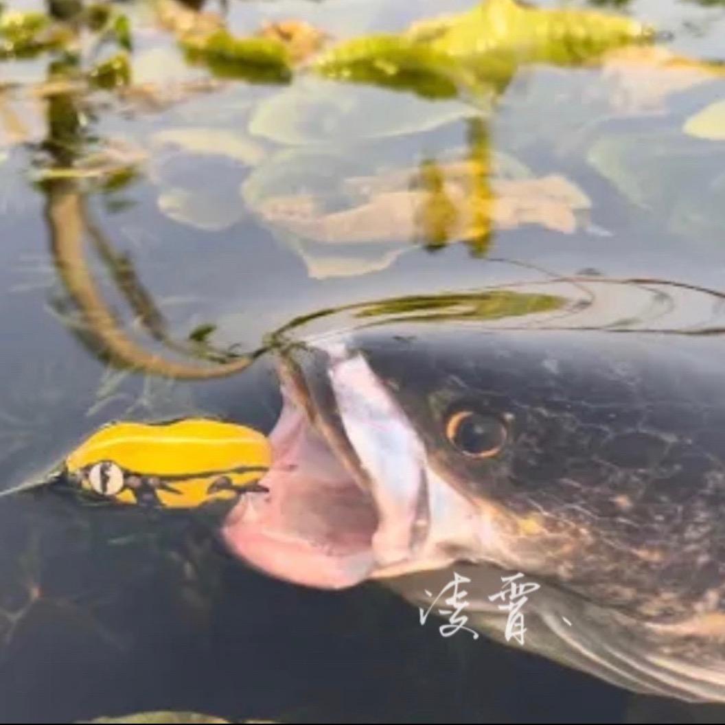 游钓八荒四海🎣凌霄
