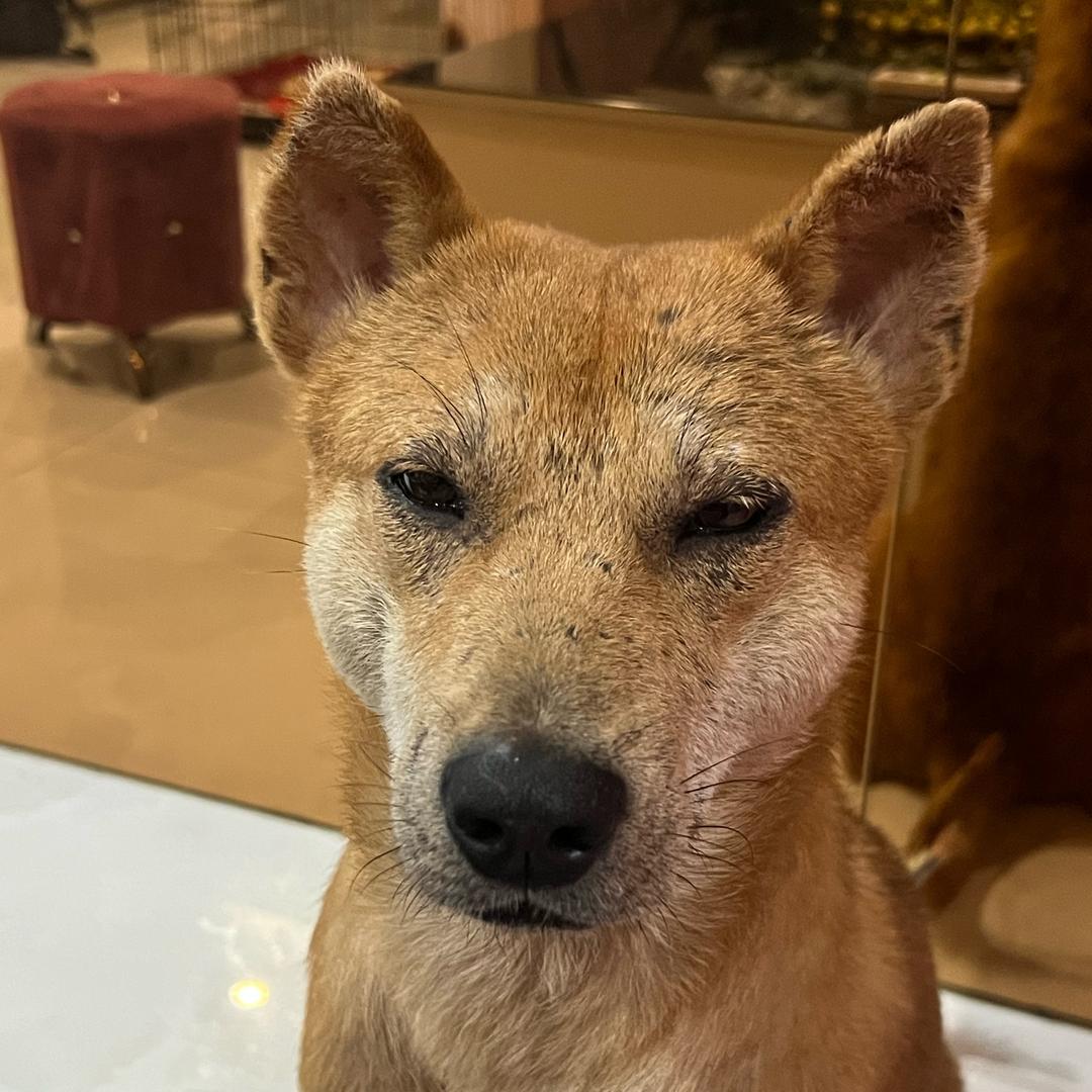实战🌸土猎犬
