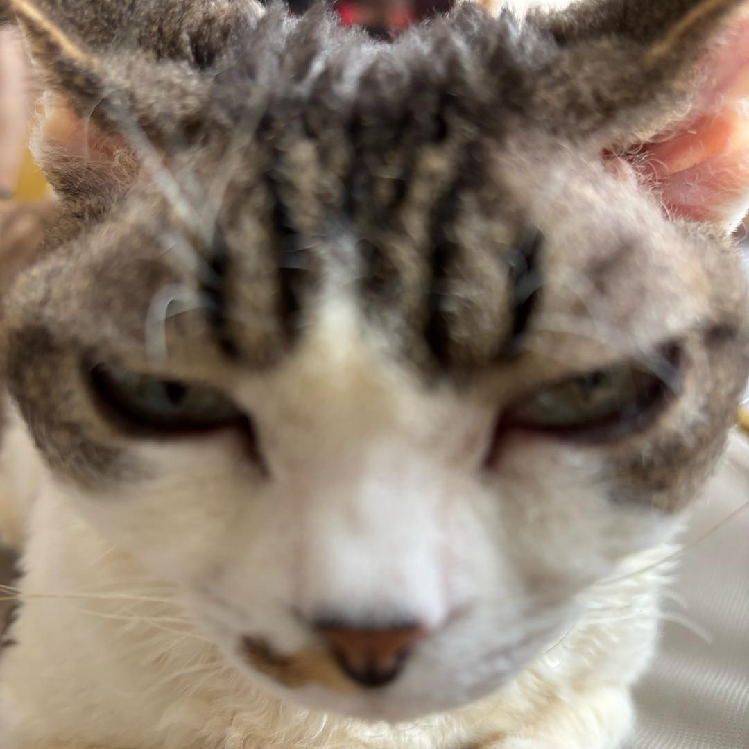 美味柠檬酸辣鸡脚