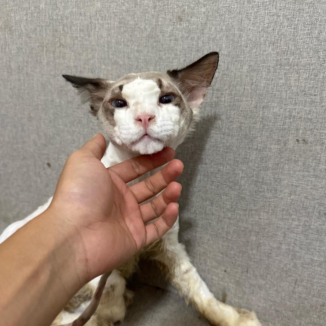 杭州宠物交易市场