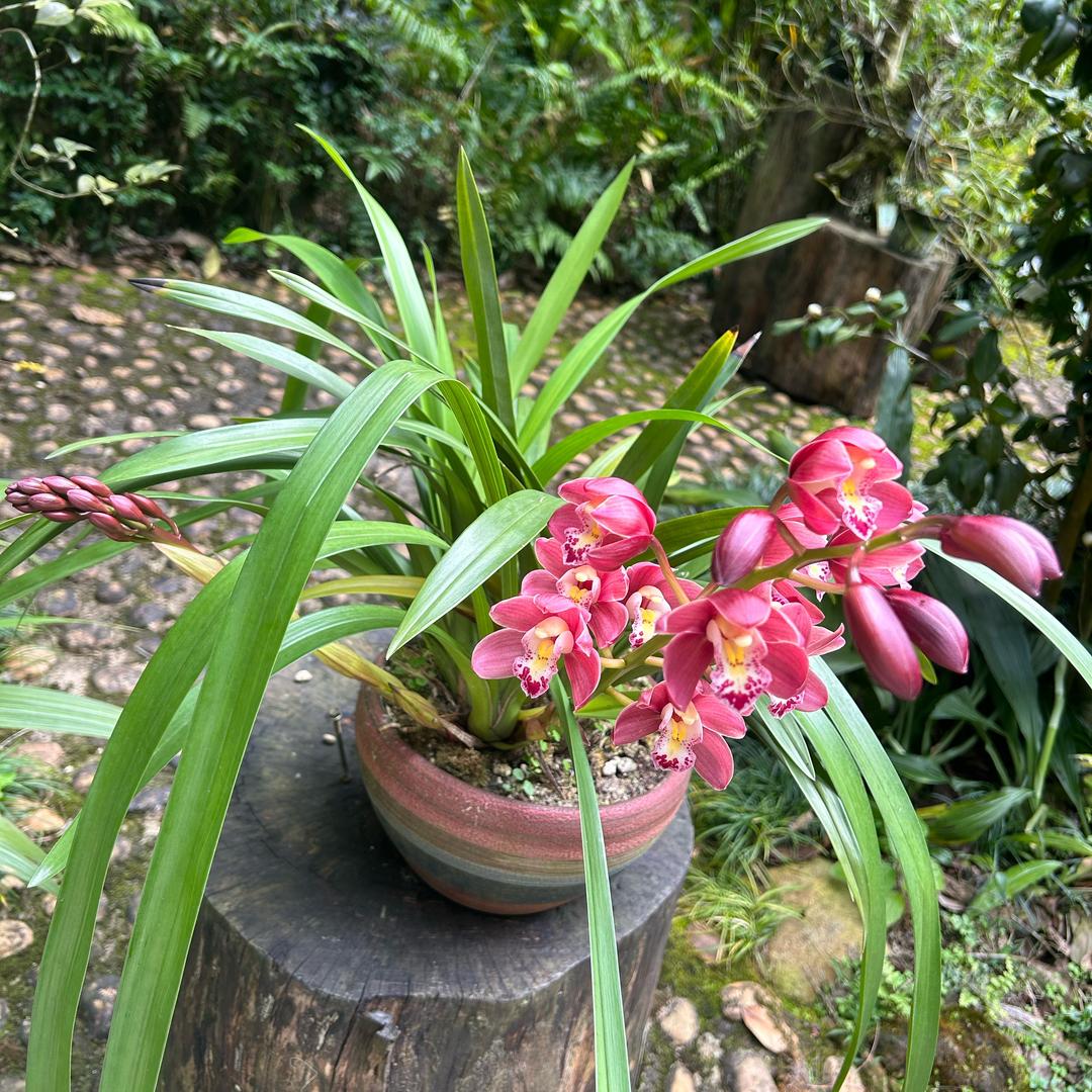 🌹花若盛开🌺🦋蝴蝶自来
