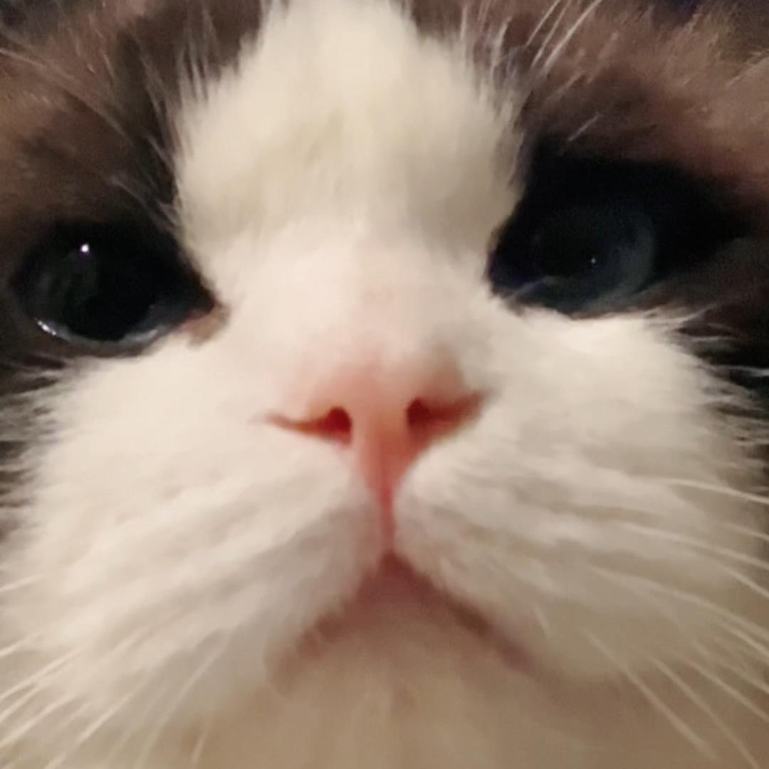 emo猫