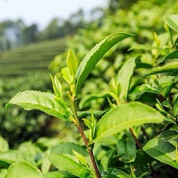 许昌超市有好茶