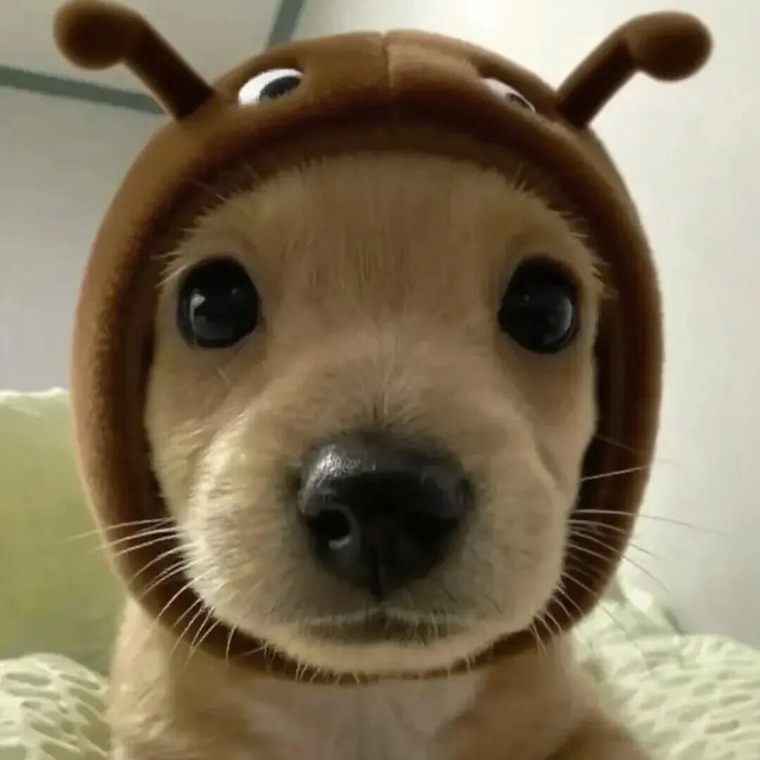 怪怪