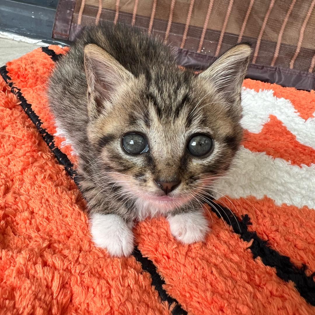 小猫咪的日常生活