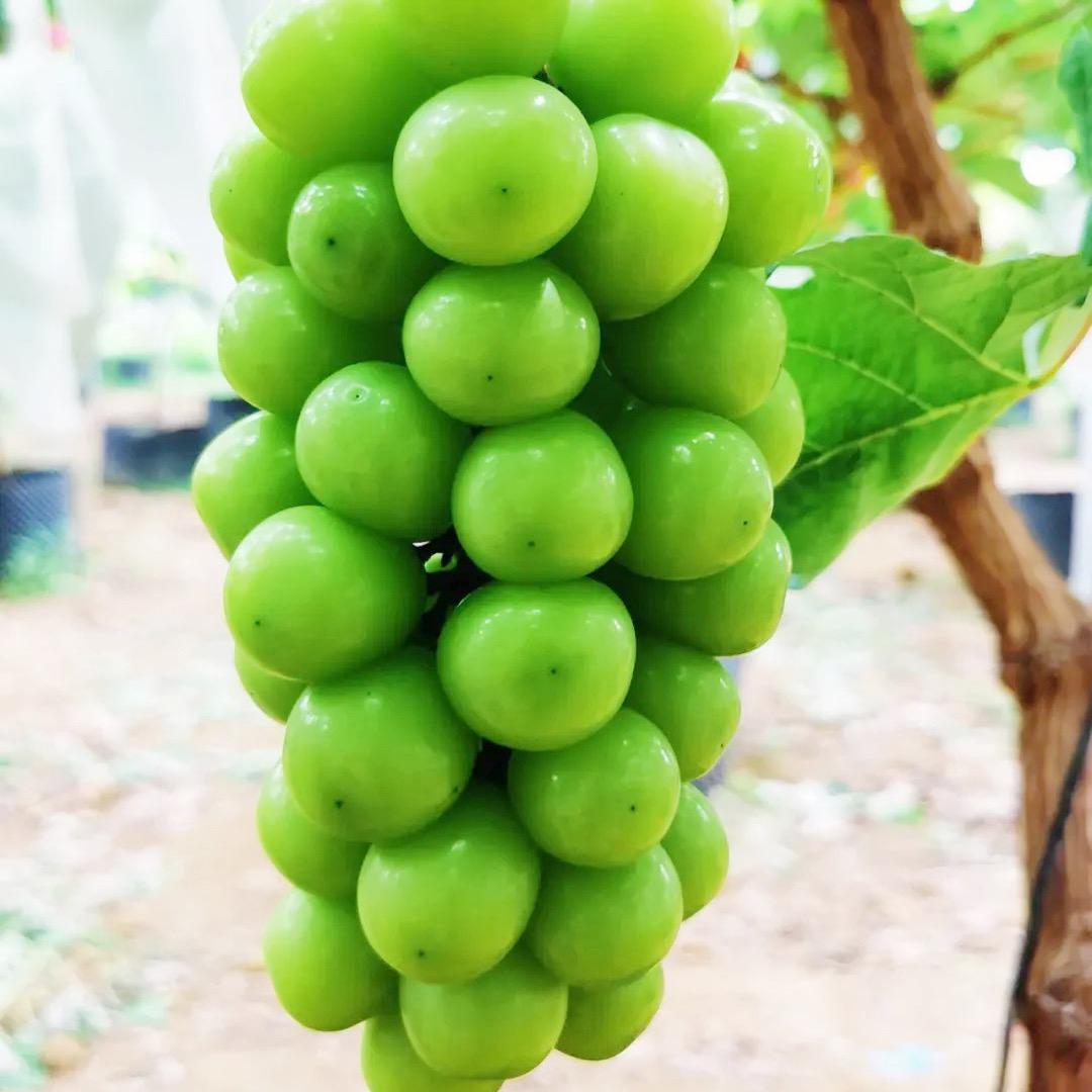 春公子大樱桃苗