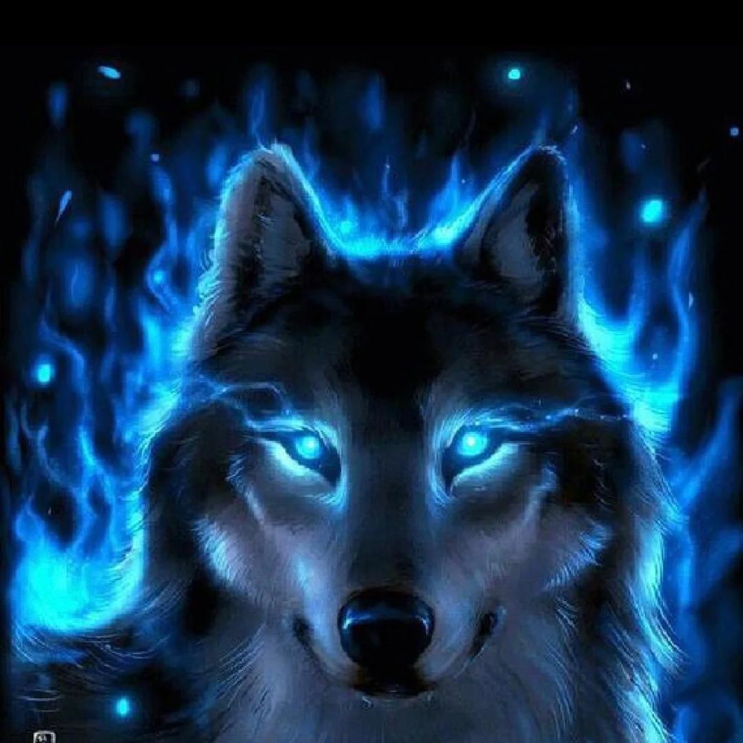 DarkWolf《黑狼》🐺