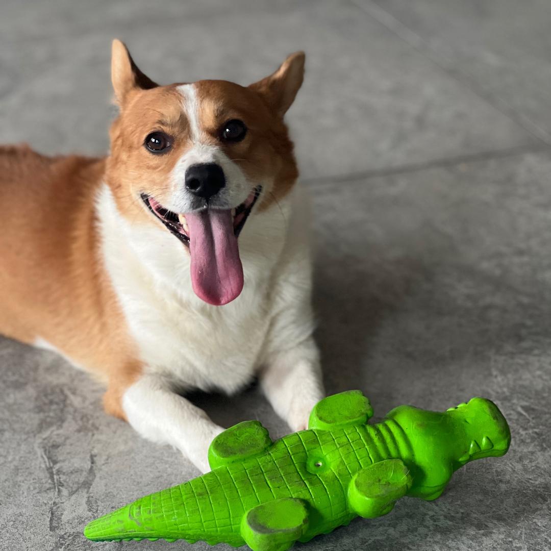 KangKang是只小柯基