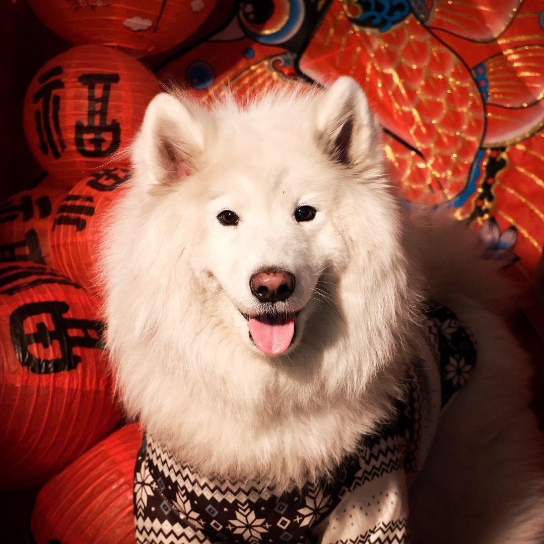 耶耶阿哩