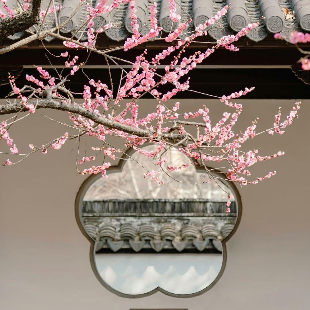 momoy头像