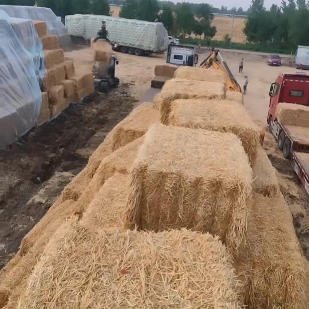 新野县小赵种植家庭农场