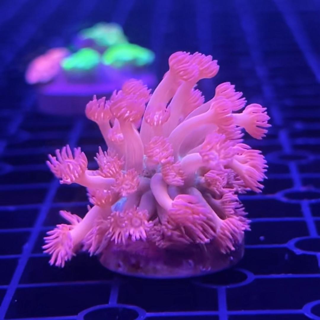 鹿鹿的珊瑚花园