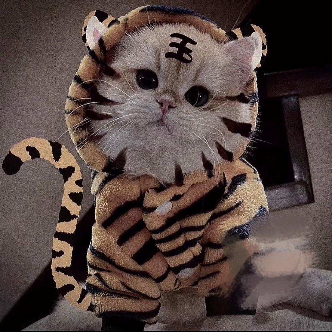 tiger