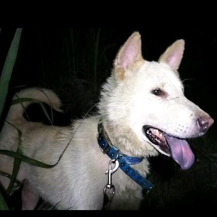 广西猎宠（田园犬土猎）