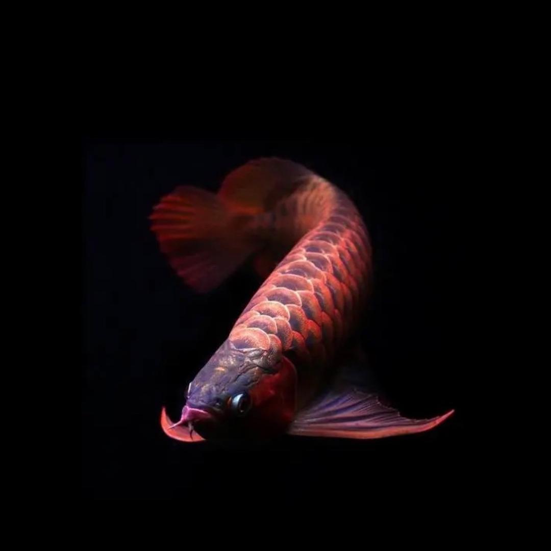 鱼🐠你有缘