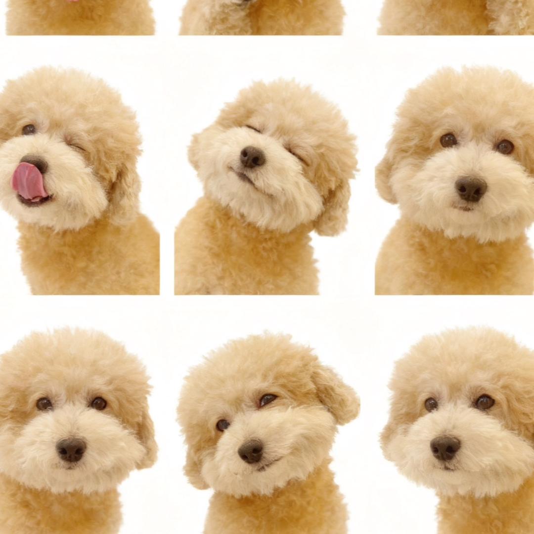 是狗狗🐶呀yu