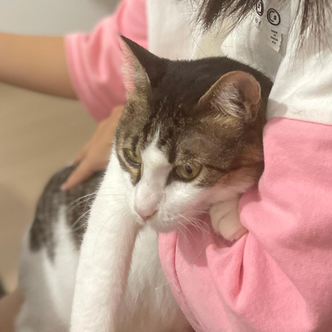 房子里的海