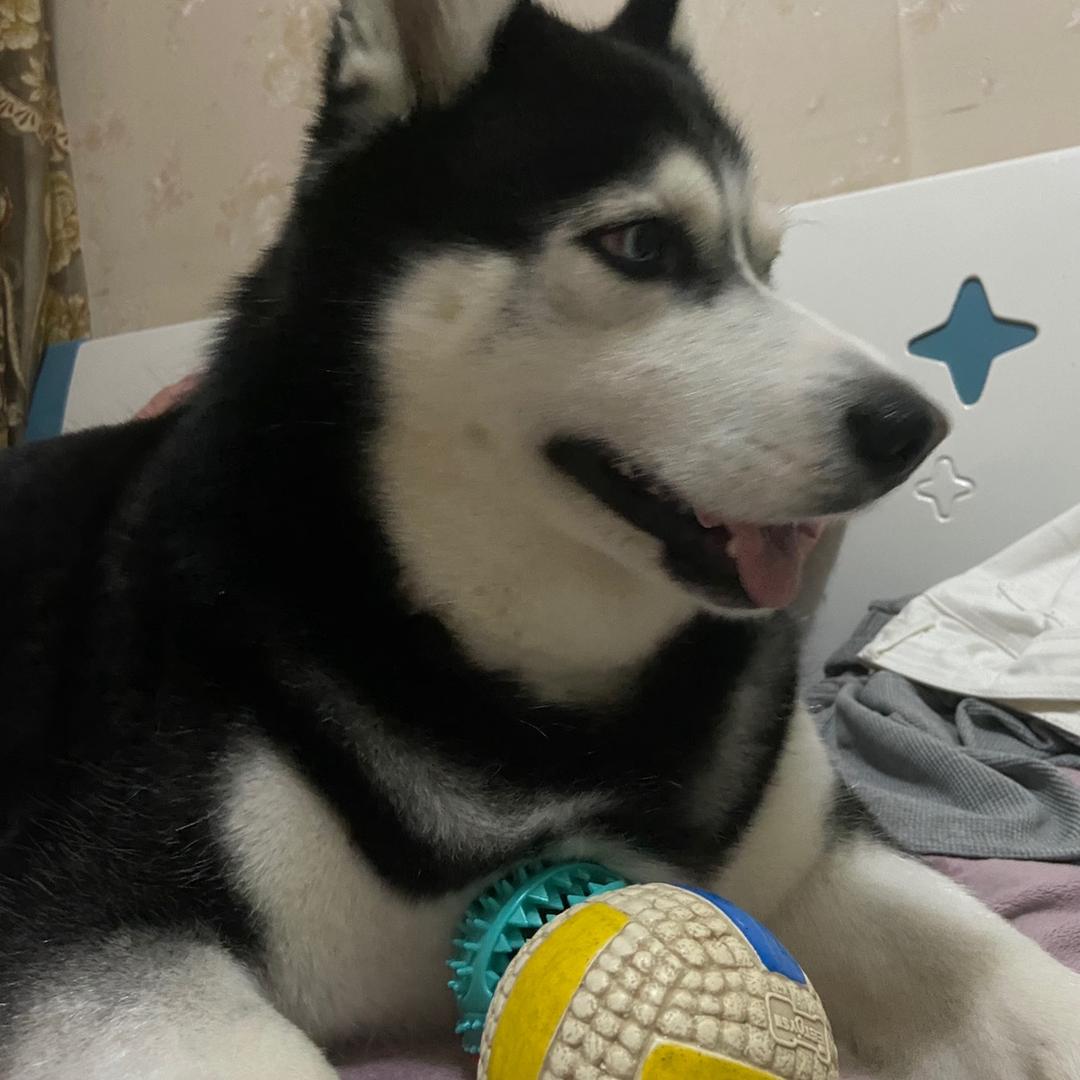 傻了ฅ՞•ﻌ•՞ฅ