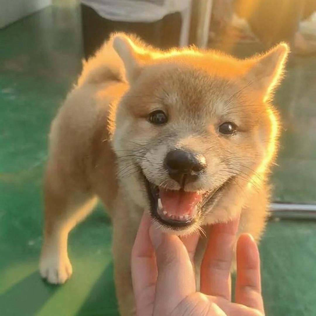 柴犬之家～沐の犬舍