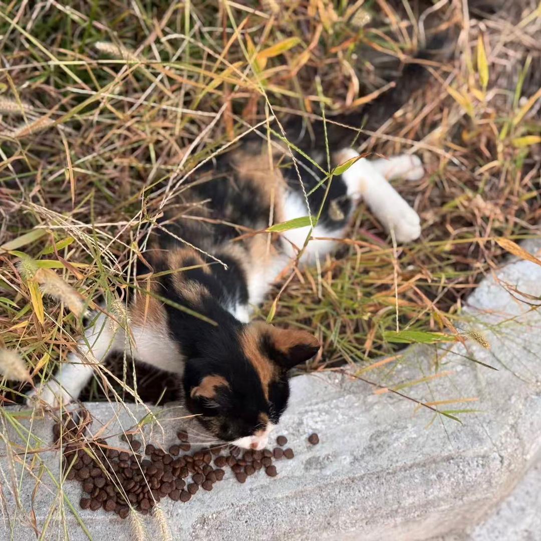 猫咪小幸运