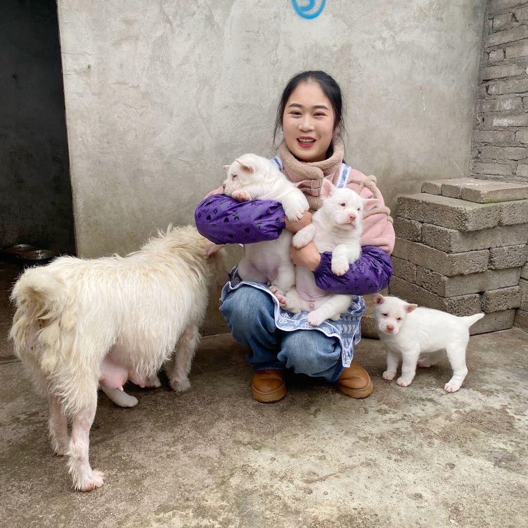 下司犬小陶