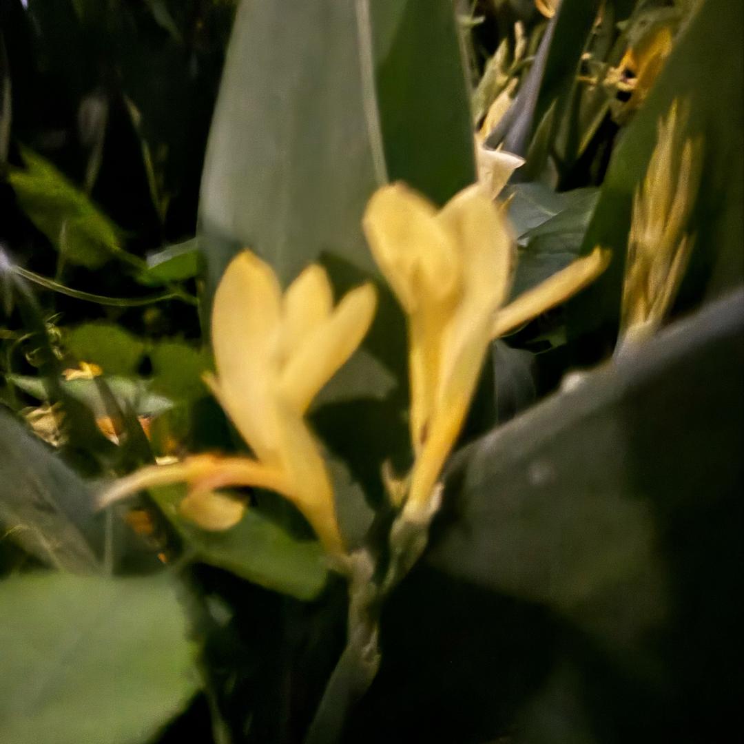 糖秧