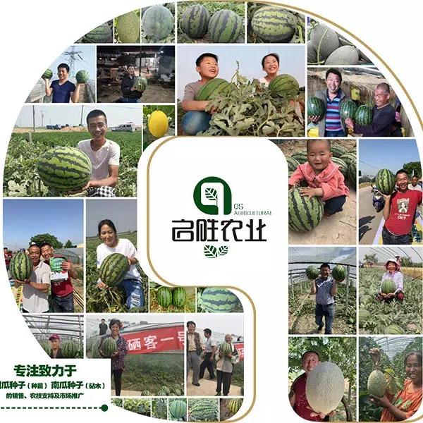 海麒盛种业刘婷