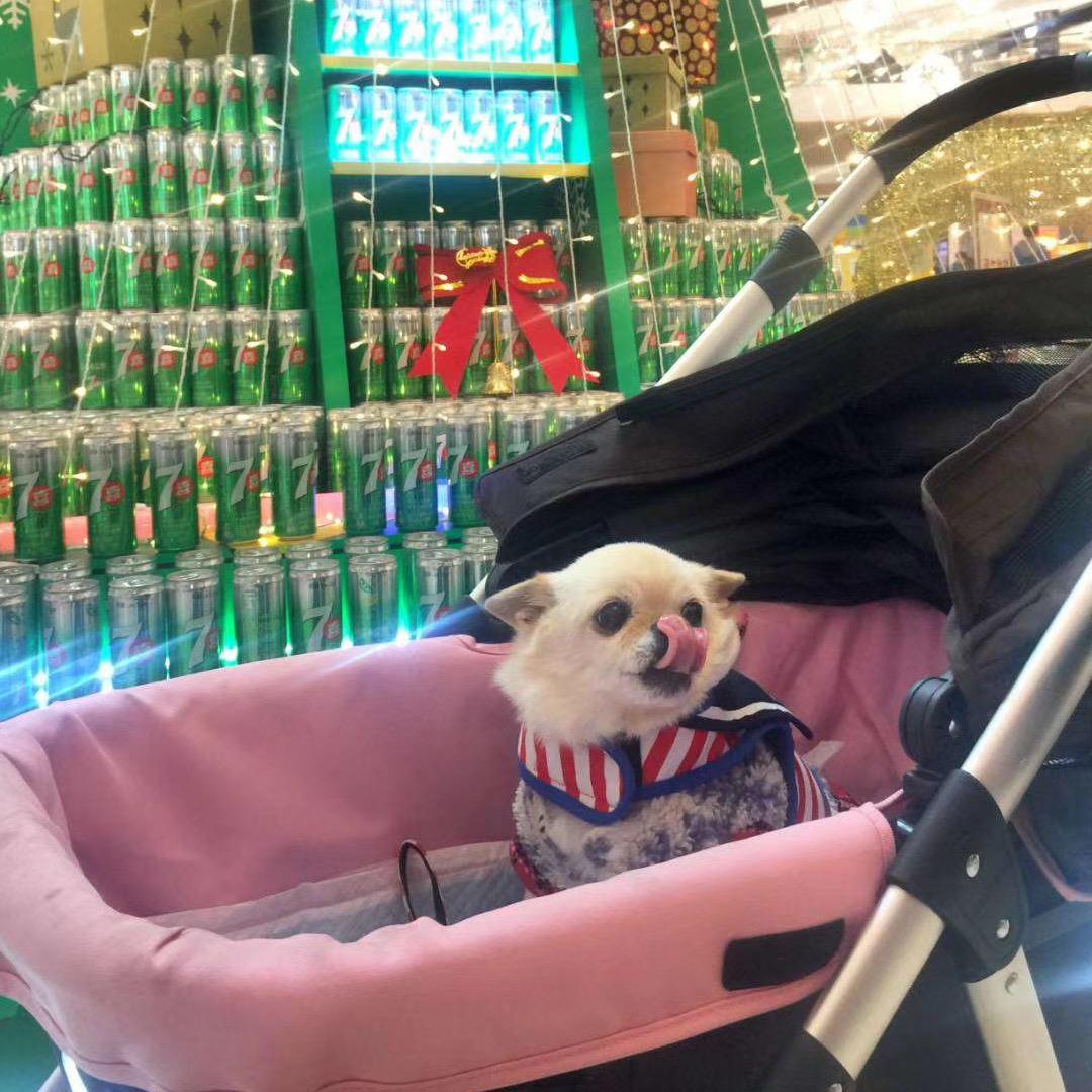 艺十三宠物甄选🐈‍⬛🐩