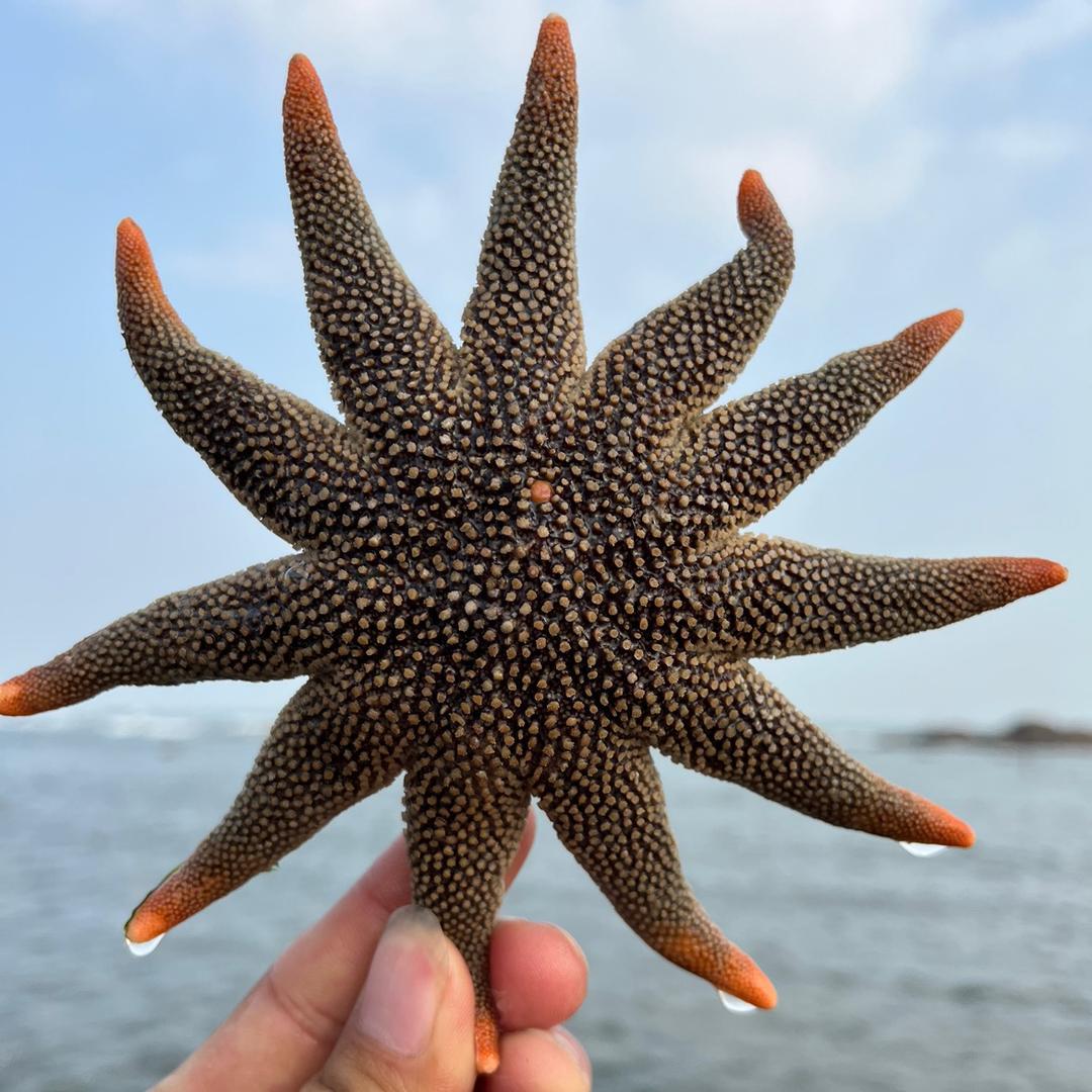 笨小孩赶海