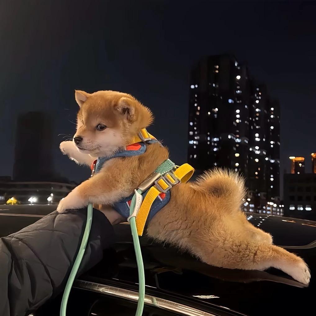 ꧁༺不会修车小项༻꧂