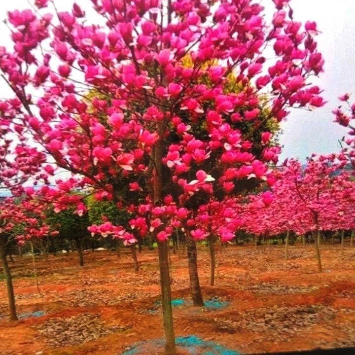 杨粉红吧