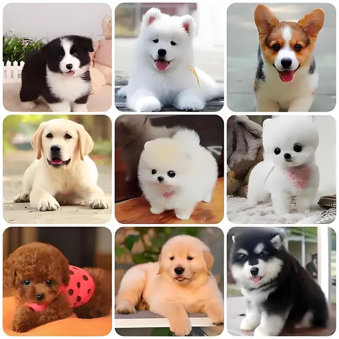 大宁萌宠