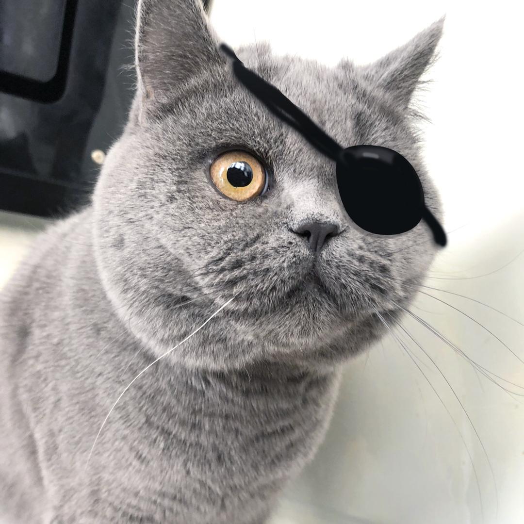 豆包是只猫