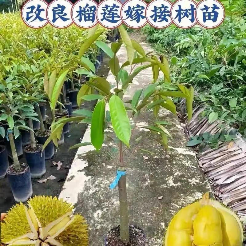 钦一园艺专营店果苗培育基地