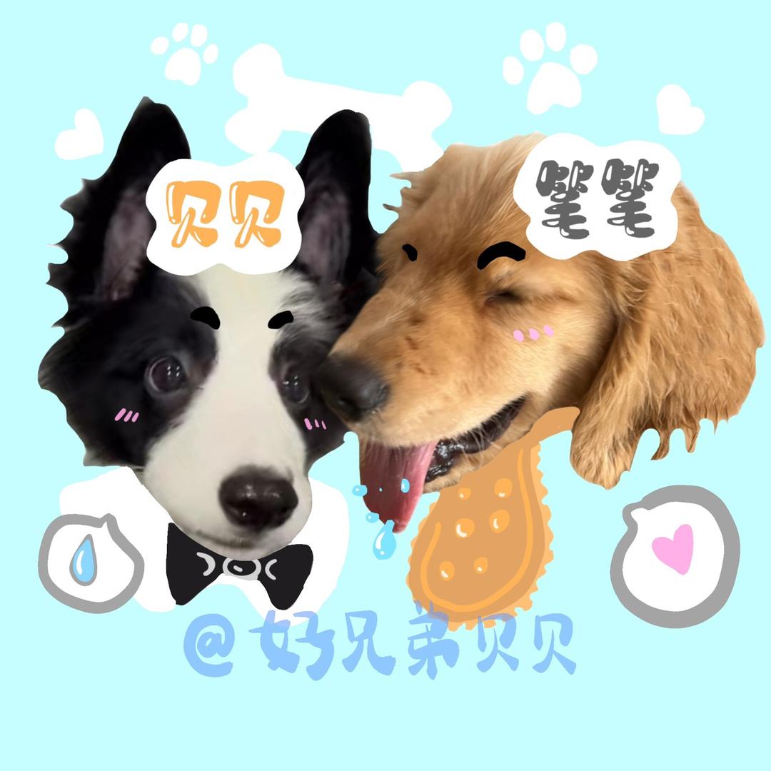 好兄弟贝贝