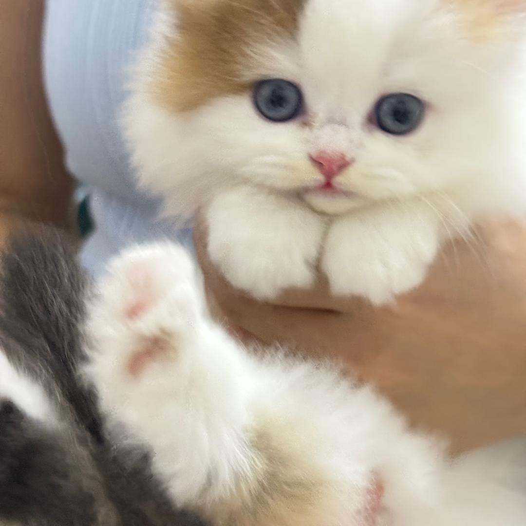 多喜乐 🌸⃟֯֯֯࿐