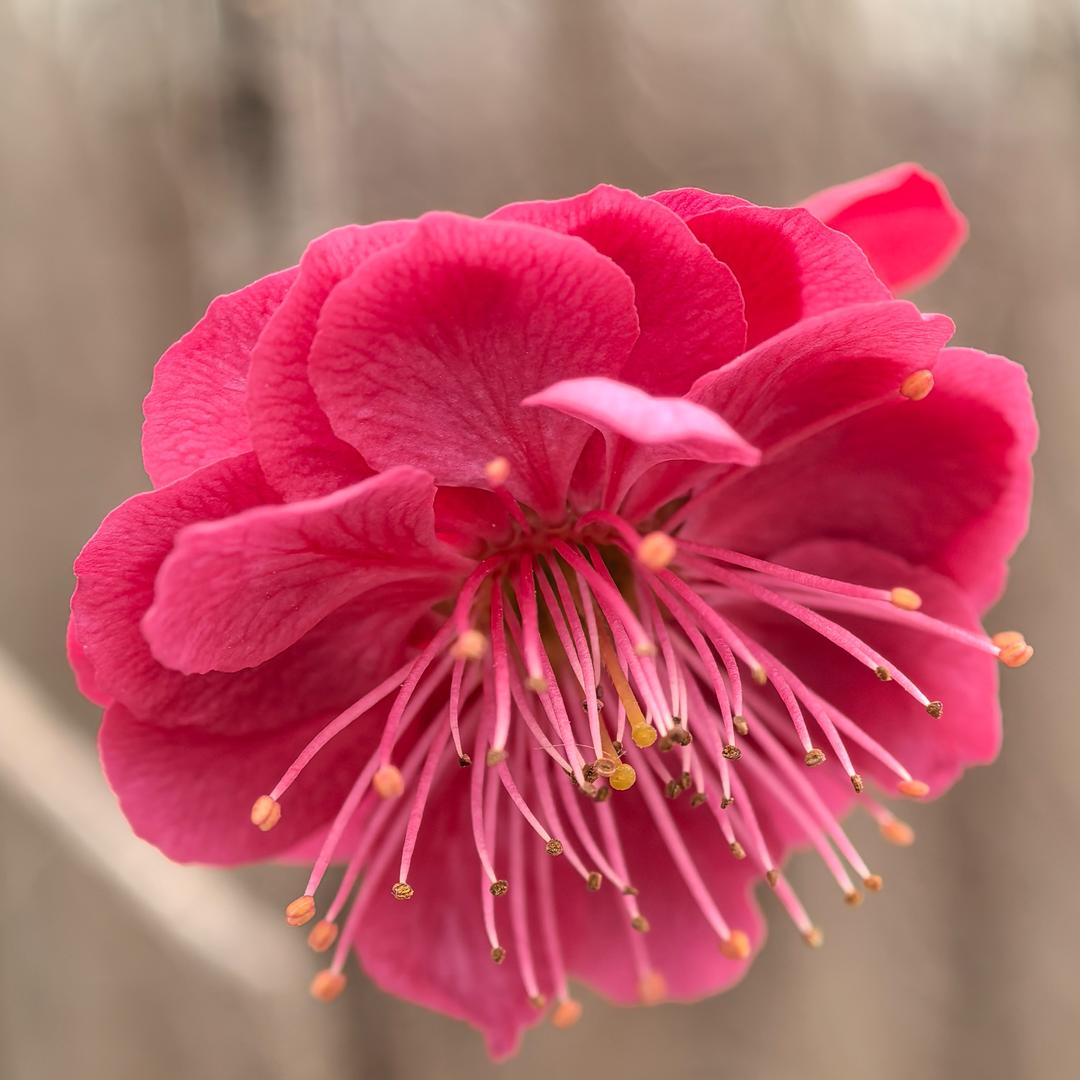 唐河福花匠绿植臻选阁