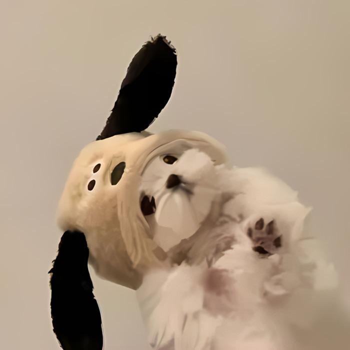 棒棒棠