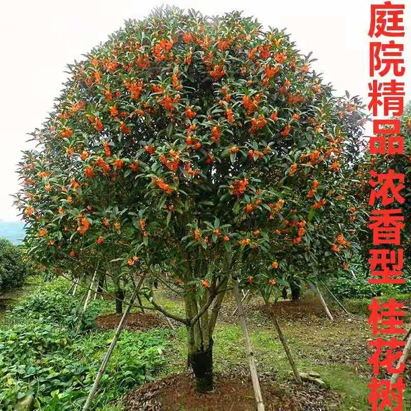 博文苗木