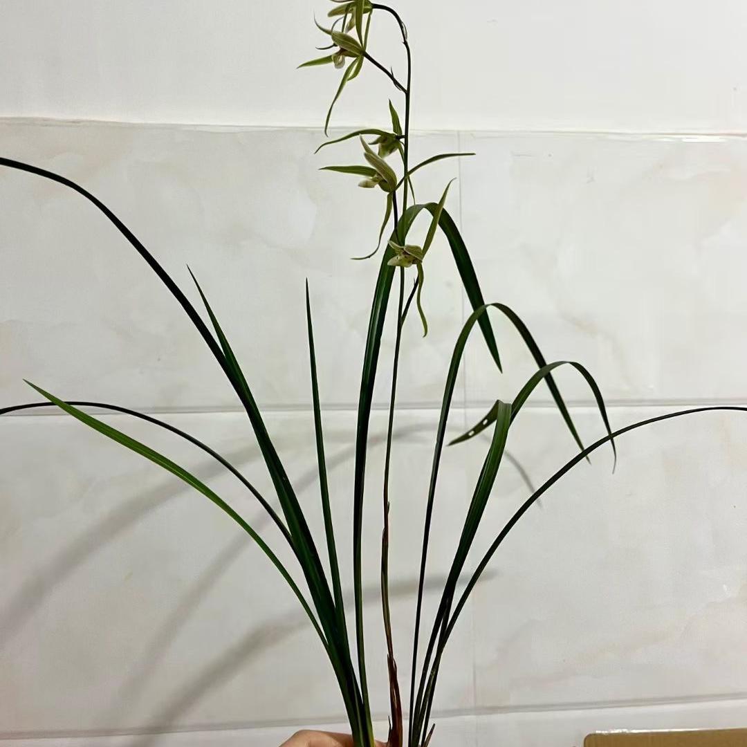 瑞丽臻选花卉