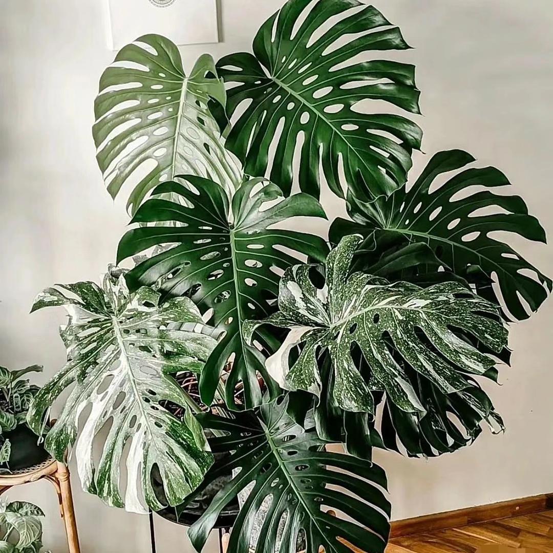 植缘艺