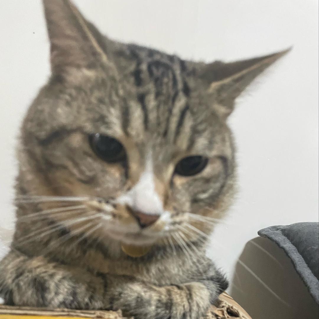 一条猫🐱