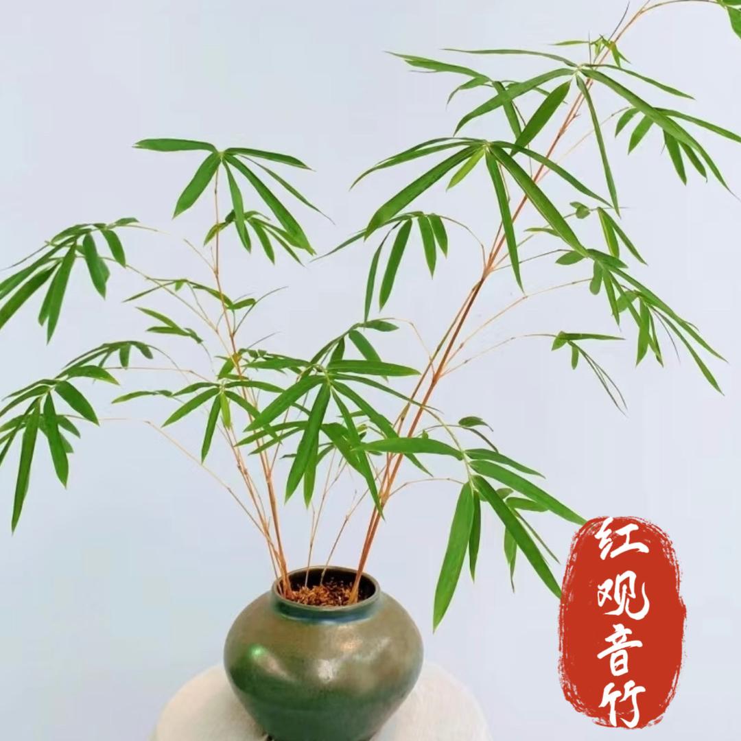 荔竹园盆景