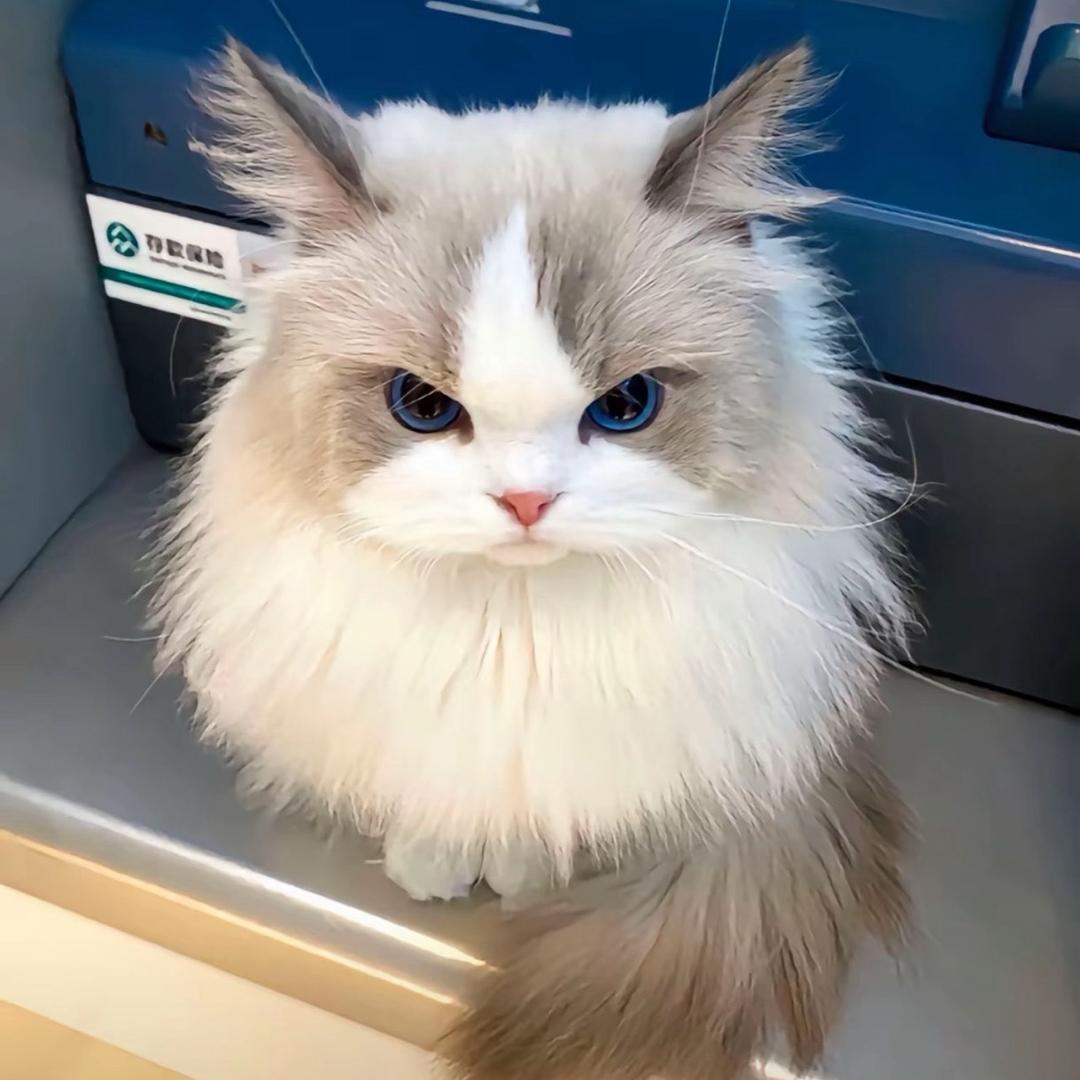 小呆呆