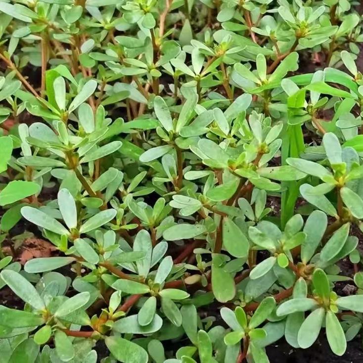 琦辰百草堂