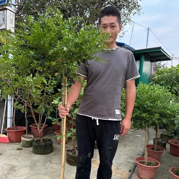 绿光果苗种植场