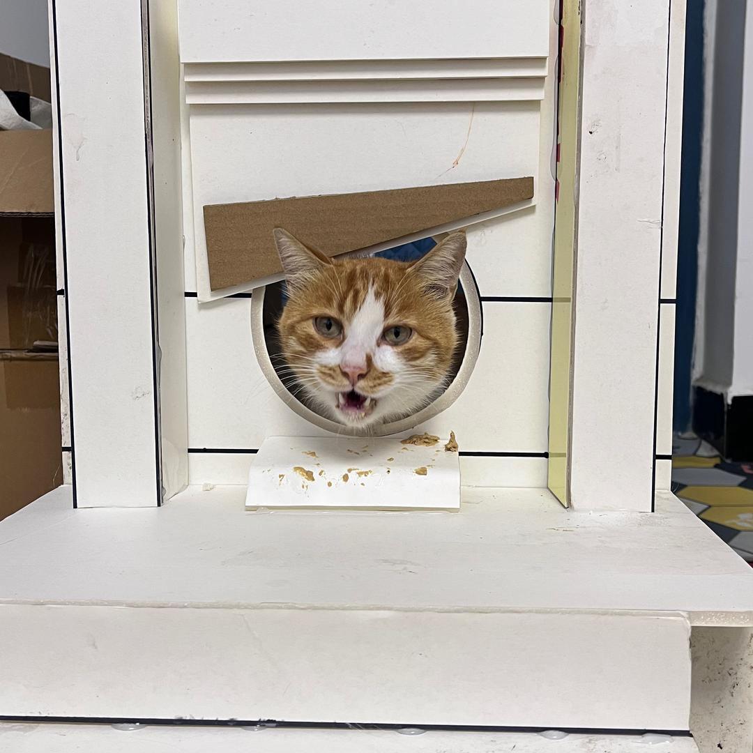 大橘犯天条了呀