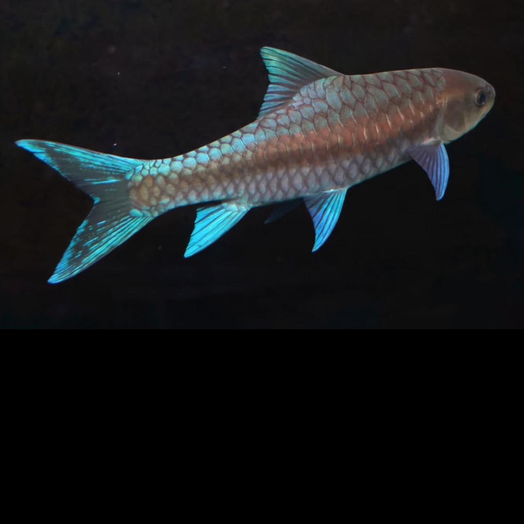 涵译渔业精品店青言